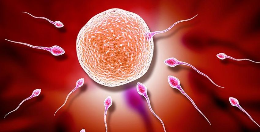 母猴怀孕饲养员背黑锅,日本母猴突然产子