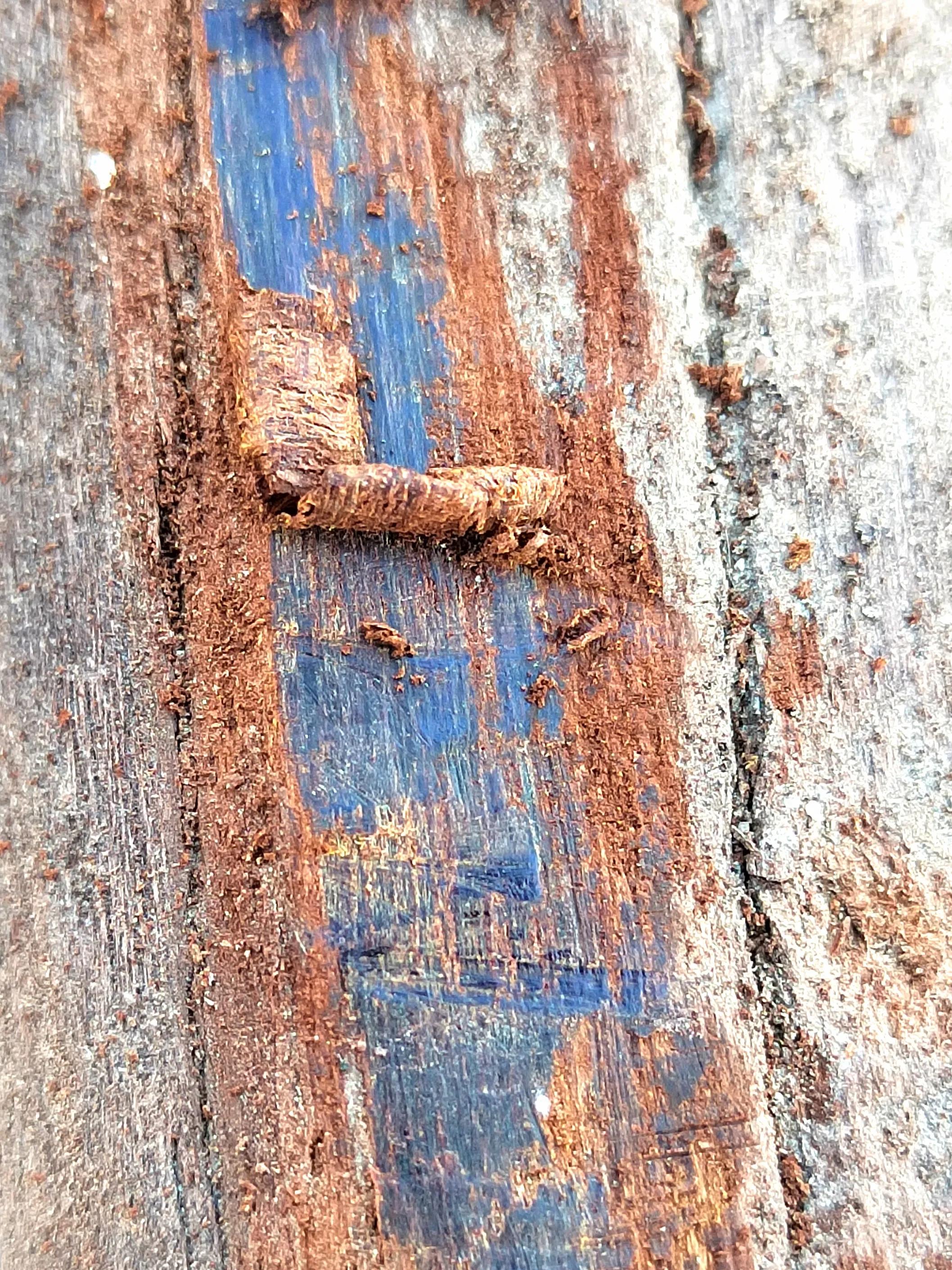 白奇楠莺歌绿奇楠黑奇楠哪个好,黑奇楠和白奇楠沉香哪个好