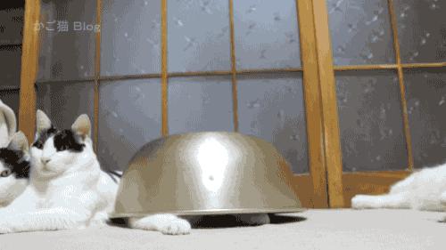 80个难得一见的图片,100个难得一见照片