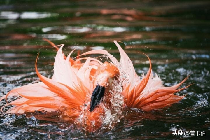 火烈鸟天生是白色的吗,火烈鸟羽毛是不是天生的