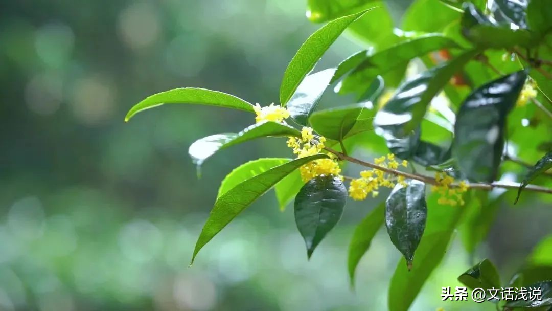 江苏秋天必吃的桂花美食,十月桂花香这些桂花美食你吃过吗