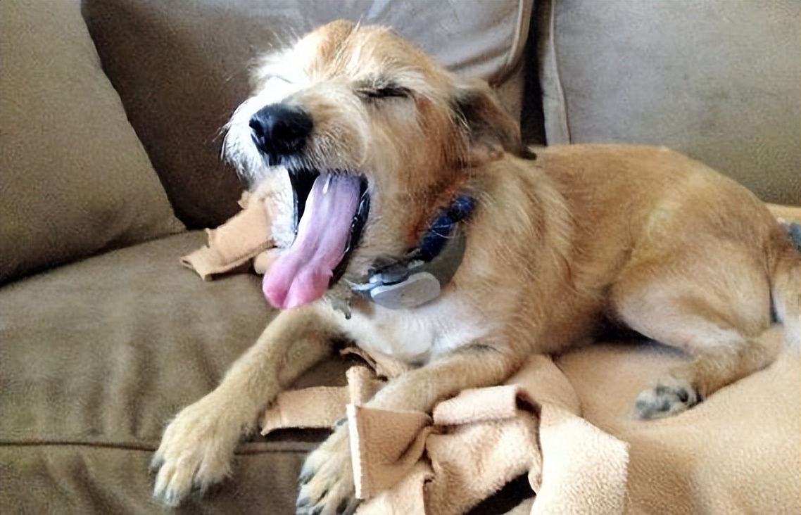 泰迪狗狗口臭什么原因,老年狗狗口臭是什么原因