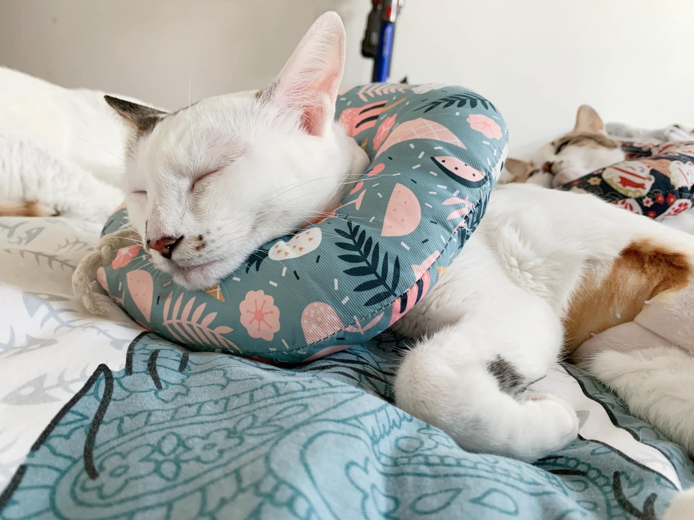 猫没精神总睡觉鼻子干,猫流口水鼻子干怎么治疗