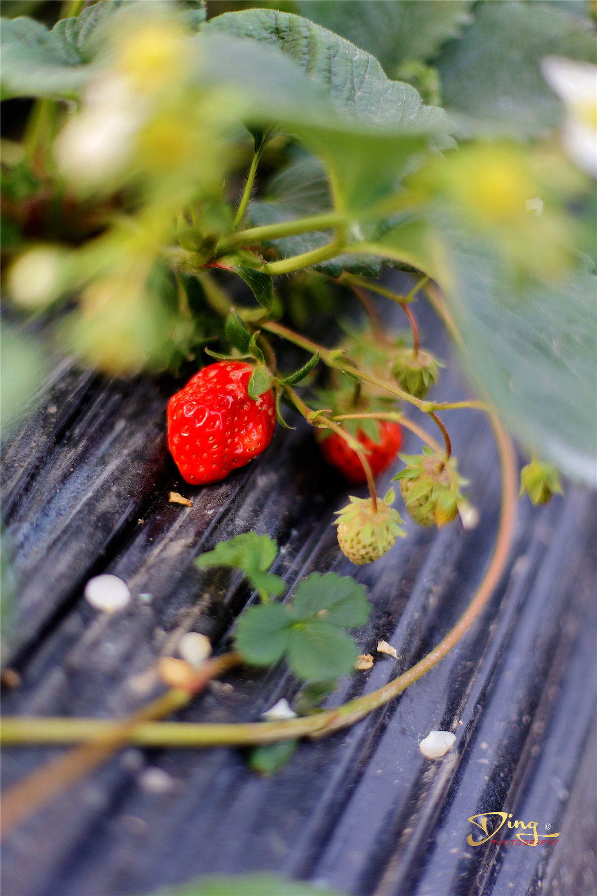 苏州东太湖游玩攻略,春节东太湖旅游攻略