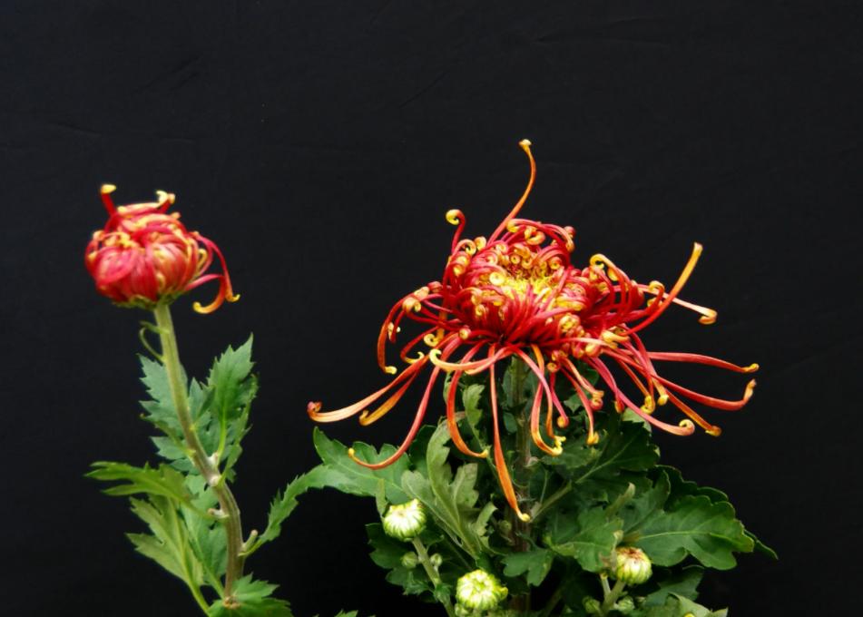 三人行|​一醉管他寒与暑醉里扁舟烟水处（原创诗词唱和15首）