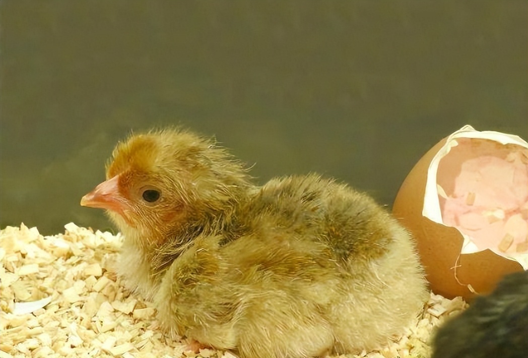 山坡养殖5000只鸡利润,自家果园散养上万只鸡