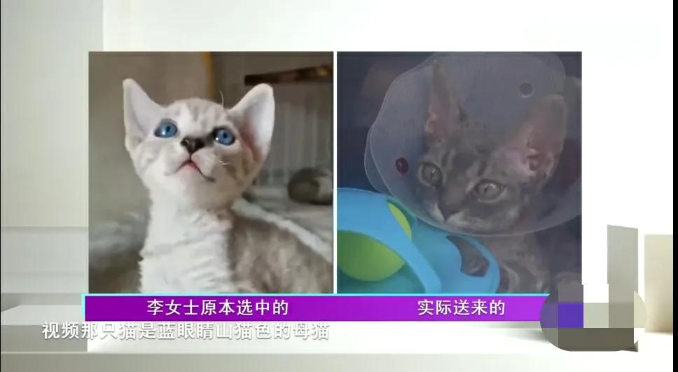 女子花十万元网购,女子花2300元买猫咪