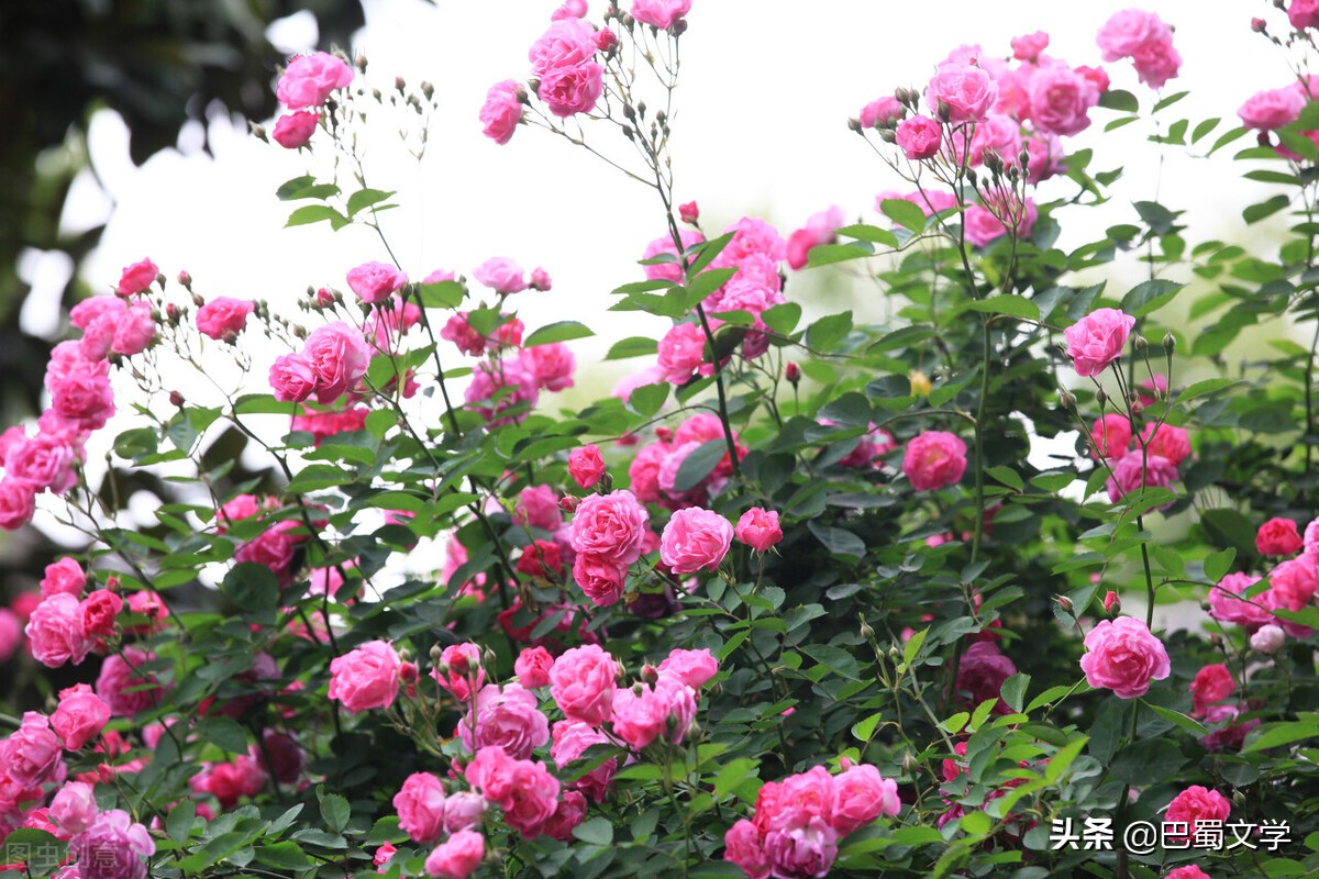 春雨散文随笔美文,谷雨情深散文