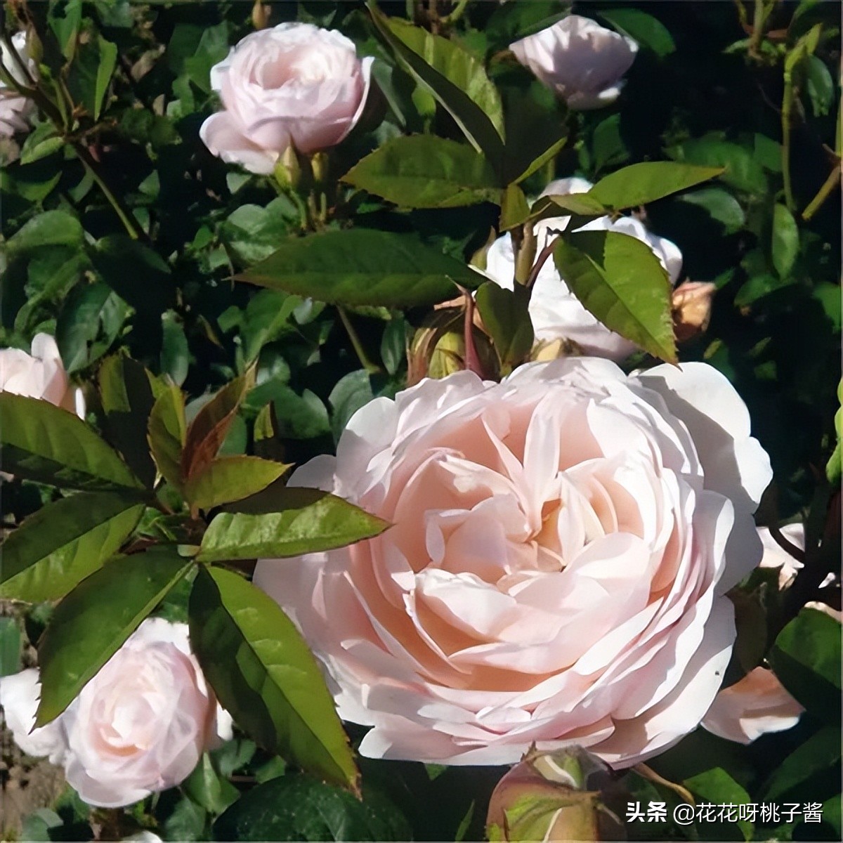 花期特别短暂开放好看的粉色月季,粉色可爱融化你的少女心月季