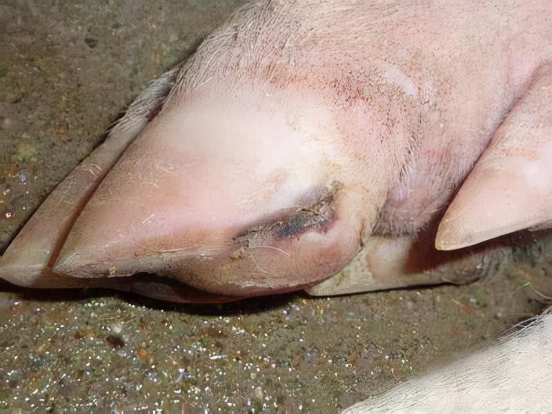 怀孕母猪蹄裂怎么治疗最好,母猪蹄裂病用什么药好得快