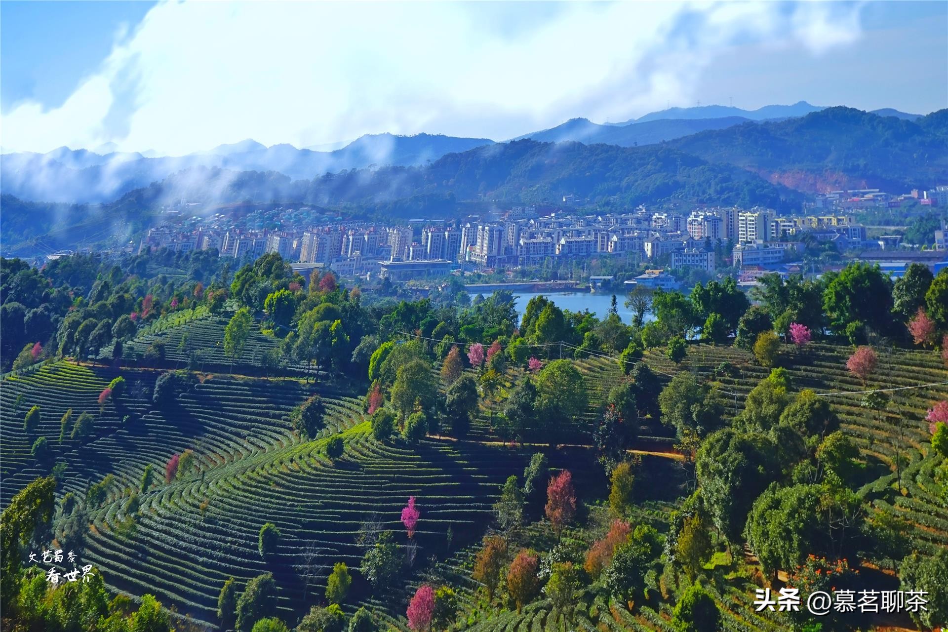 普洱茶神话破灭,普洱茶炒作的真相是什么