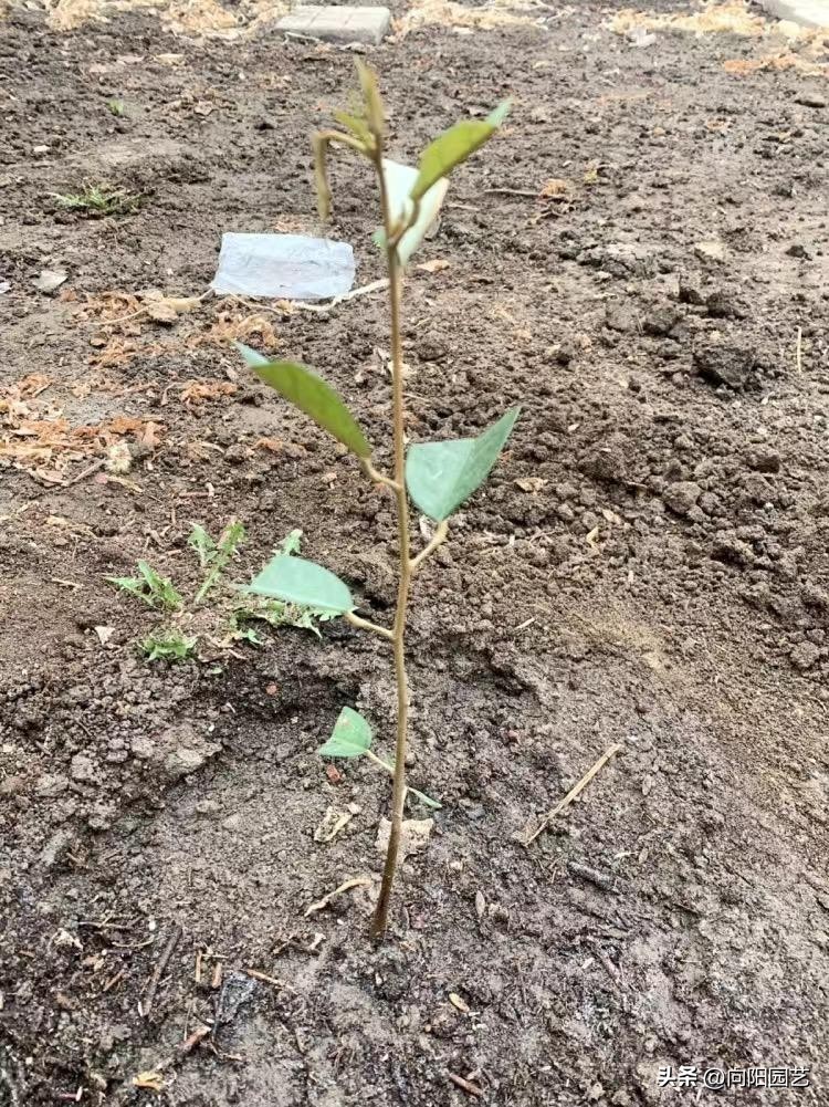 榴莲太贵自己种,网上买的榴莲怎么种