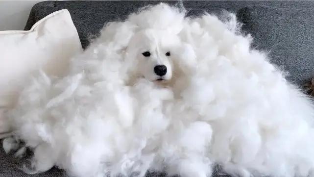 哪些狗掉毛少聪明还好养,狗类掉毛排行榜