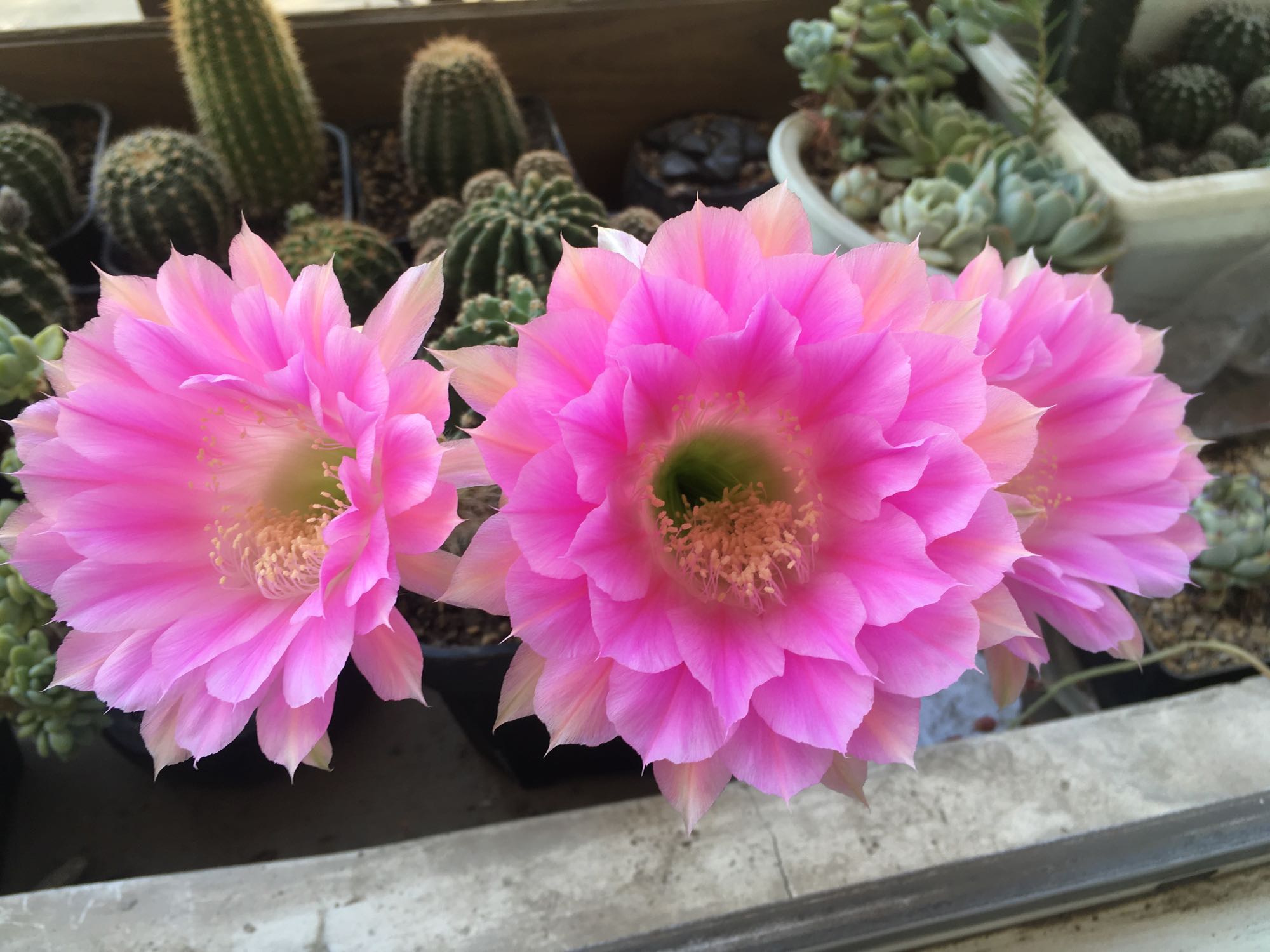 超级仙女仙人球,仙女仙人球开花