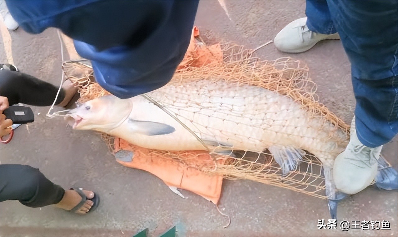广西柳州野钓人,广西柳州钓鱼者