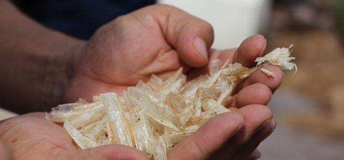 微生物喂养对虾,水产养殖微生物怎么用