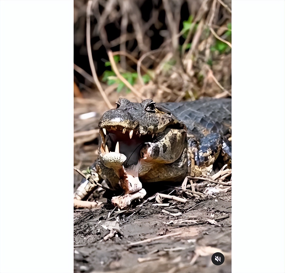 鳄鱼一口咬掉一半,鳄鱼被同类咬掉下颚