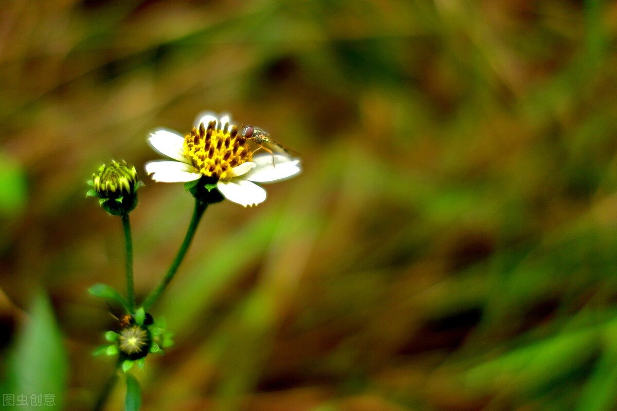鬼针草有哪些吃法,鬼针草的做法