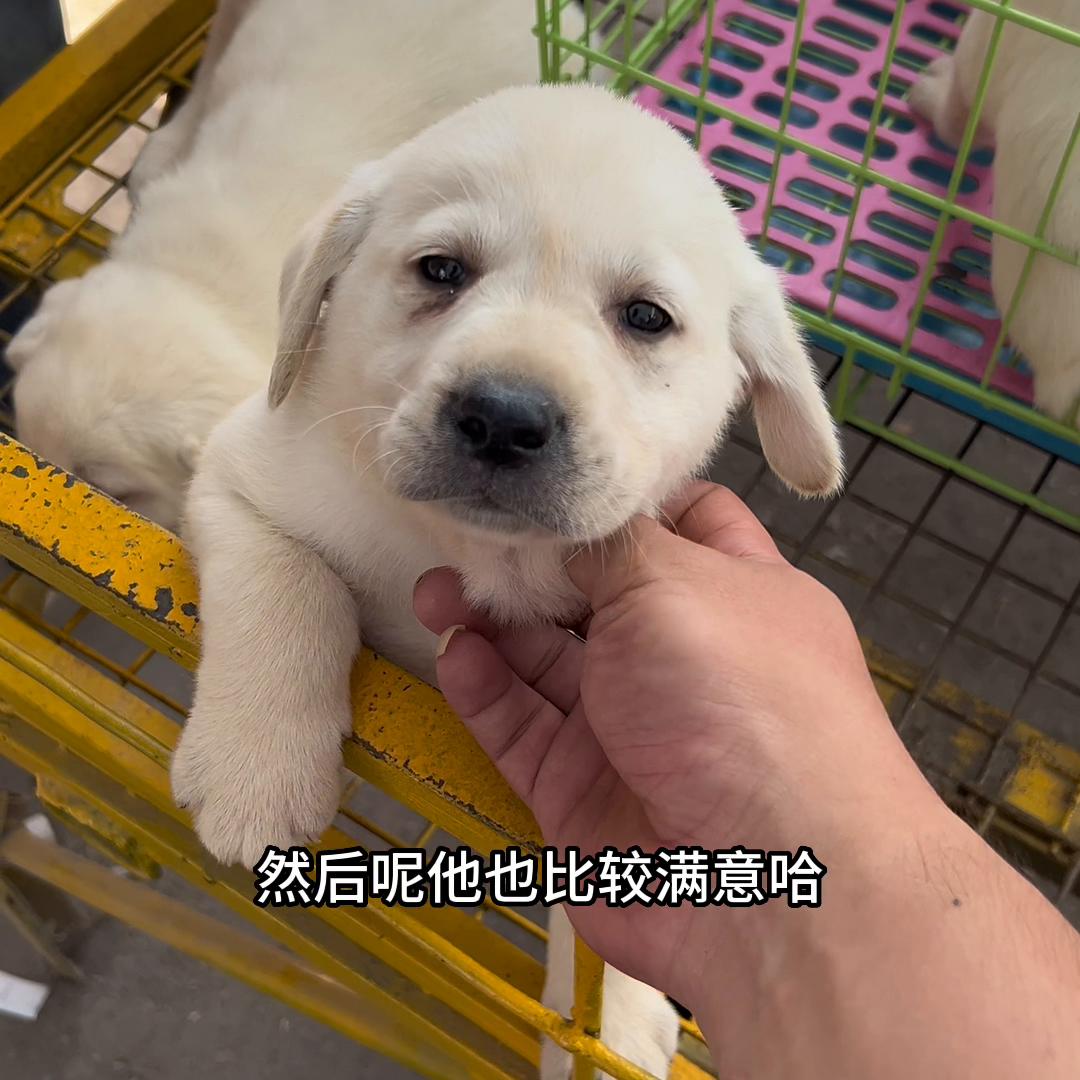拉布拉多犬,拉布拉多犬的寿命多少年