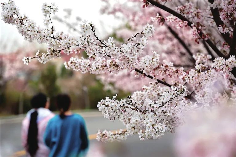 太原周边赏花地方,正是踏青时太原赏花路线图发布