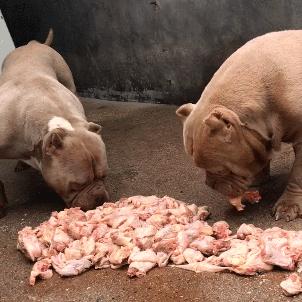 狗子为啥越喂越瘦,狗子越来越瘦但是很能吃