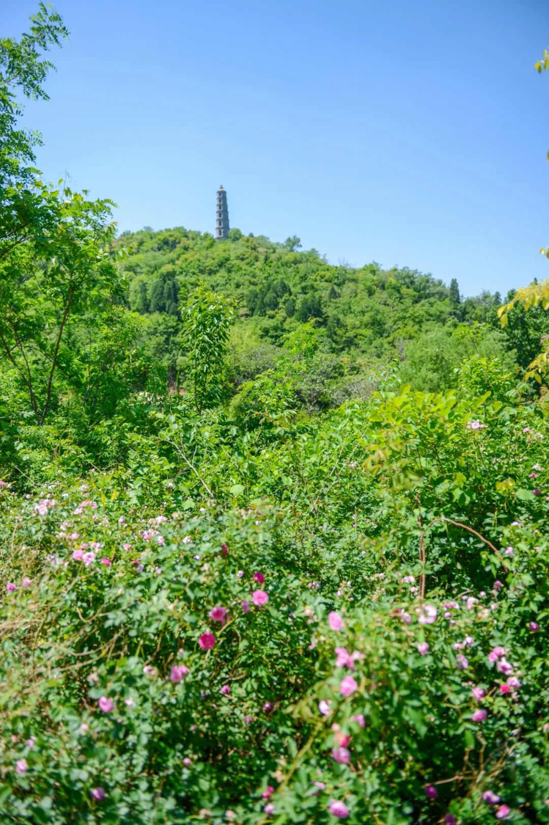 519旅游日免门票广西,2024年519中国旅游日景区优惠