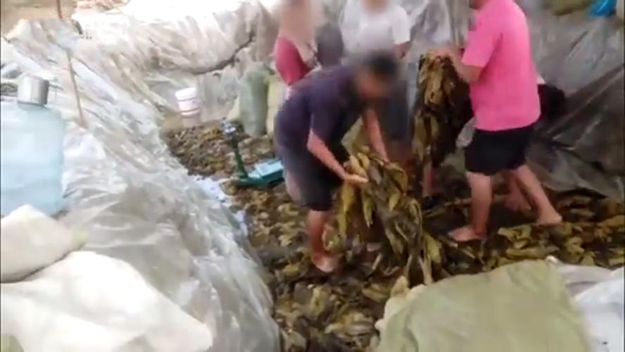 药品管得太紧，食品管得太松，土坑酸菜是什么时候开始的？