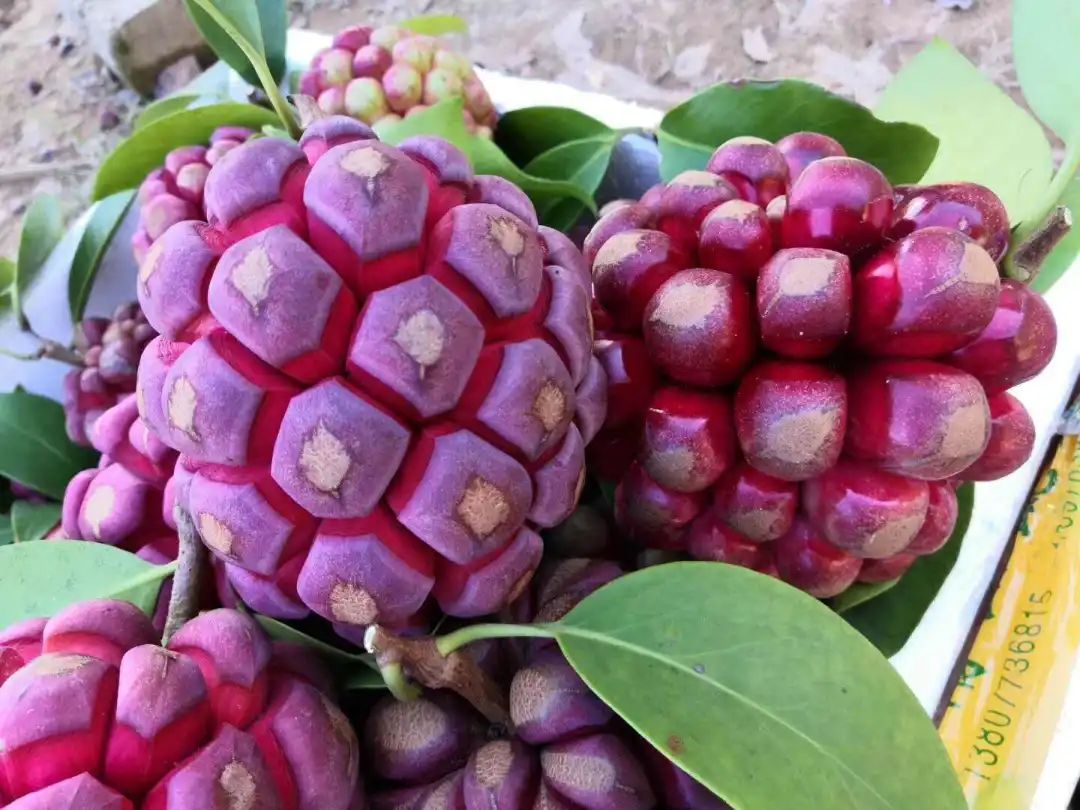 生长在山里的野果叫什么,现实中像恶魔果实的水果