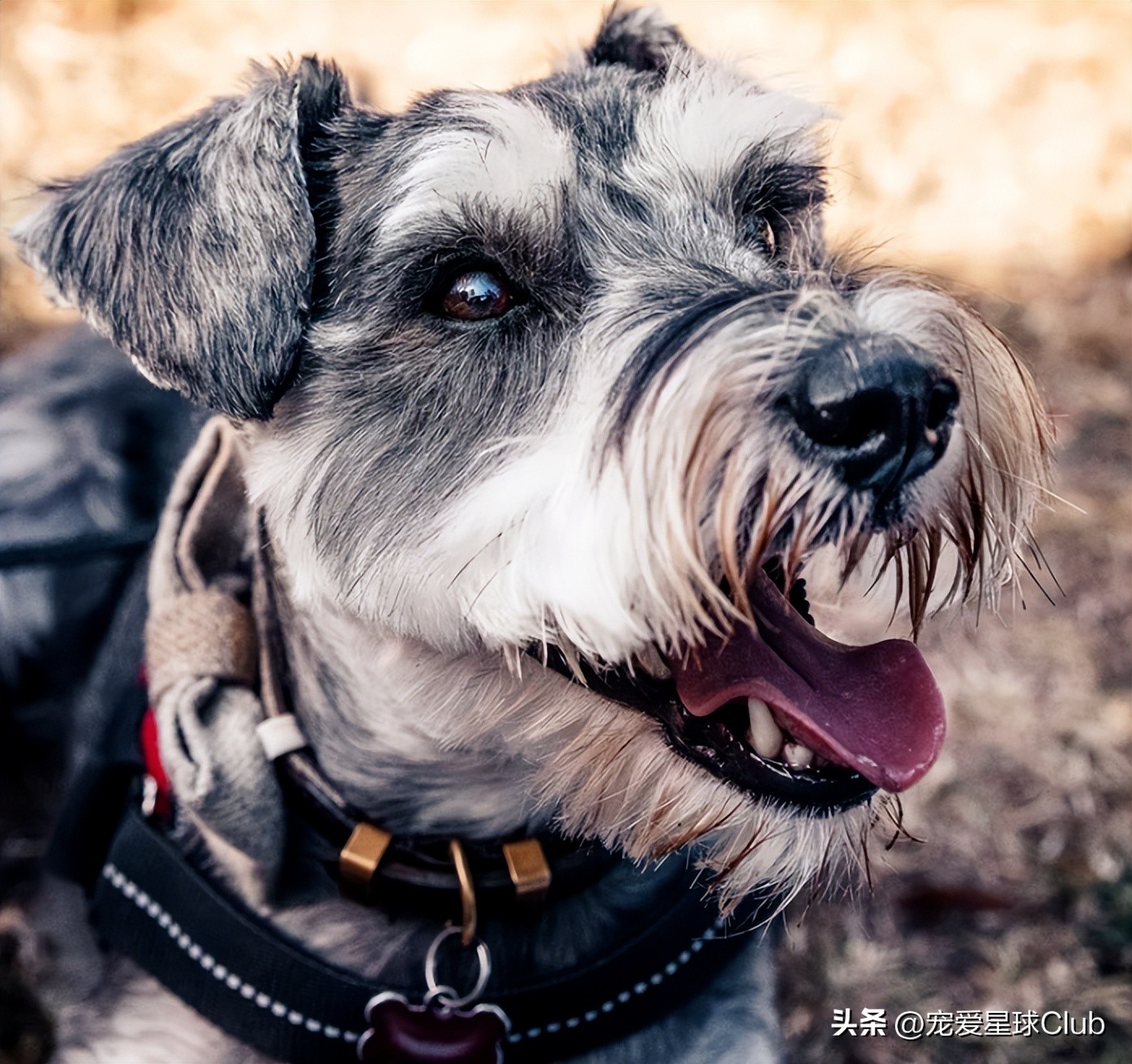 狗狗掉毛都快秃了还痒,狗狗尾巴毛掉秃了怎么回事