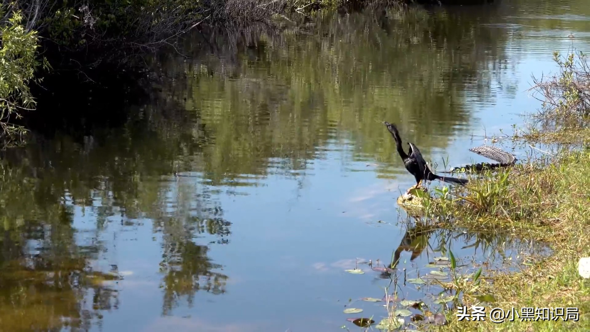 美国再遭生物入侵，30万只缅甸蟒泛滥成灾，最大能长9米，400斤重