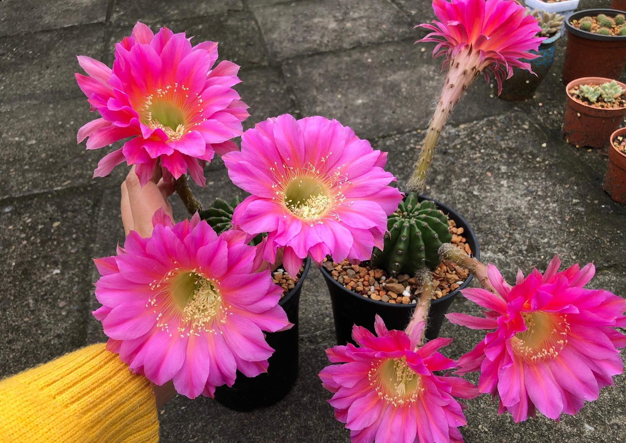 9种很会开花的仙人球，个个颜值高、开花勤奋，养护也简单