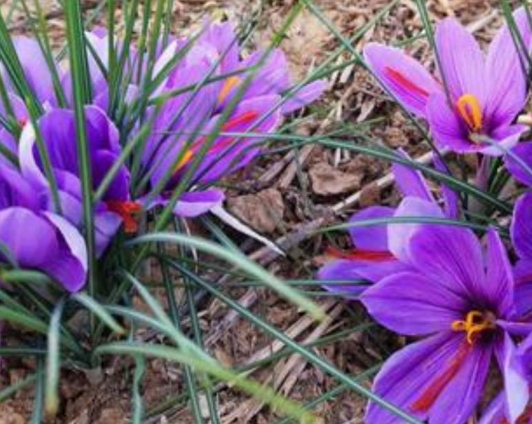 什么种球适合冬天开花,适合冬季种植的种球花卉