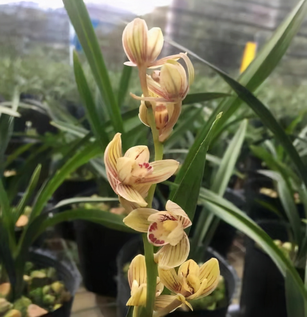 建兰君子兰品种图片大全,建兰素色兰花品种大全集