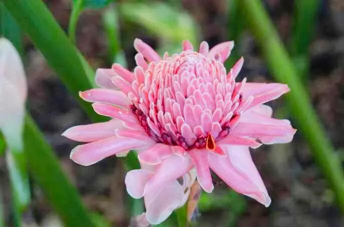 似火炬般的花朵，名字叫做火炬姜