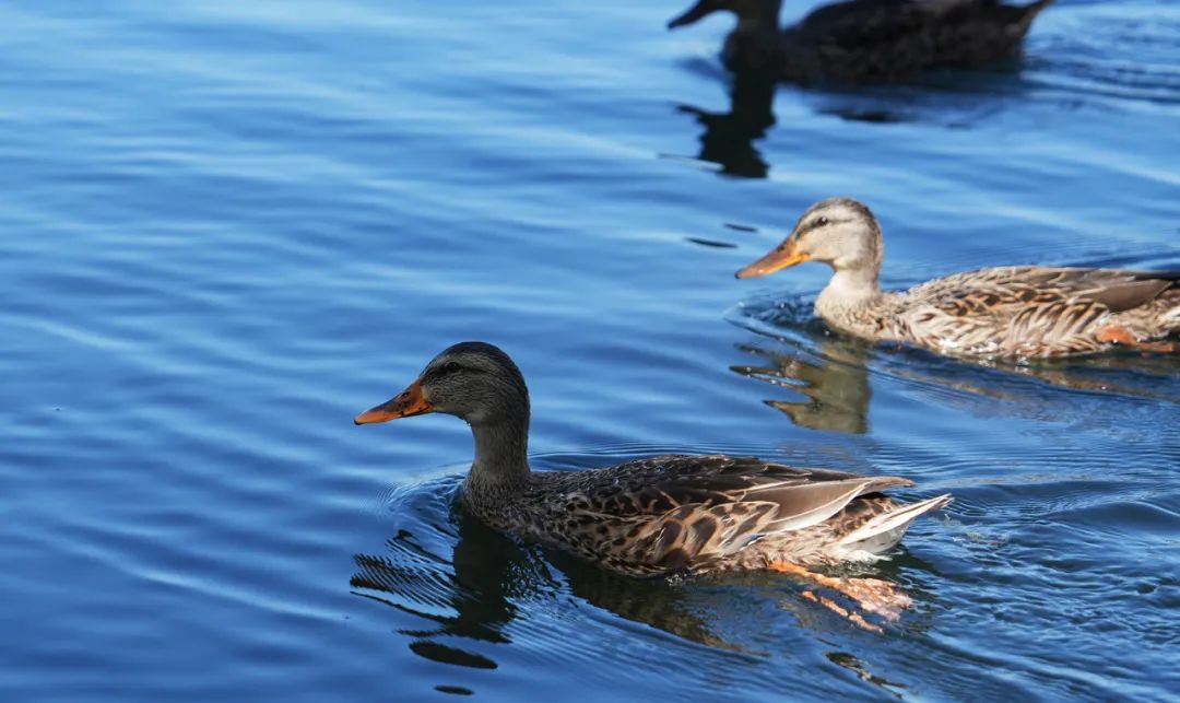 索尼新半画幅a6700,索尼alpha6700aps-c微单相机