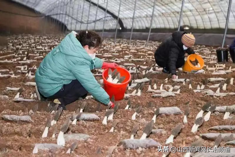 山西省屯留区草莓种植基地,屯留菊花种植基地