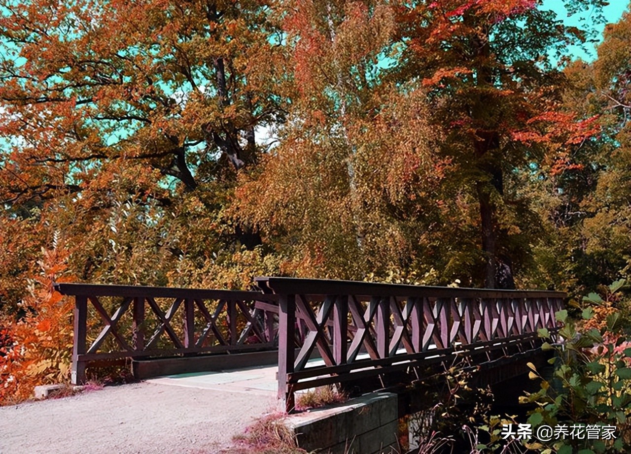 园林建筑景观之塔桥景观,园林景观桥方案