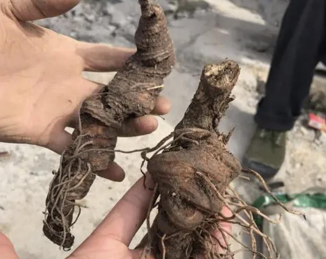 1株开1朵红花，叶片十分稀疏，但晾干后会变珍贵，价值堪比大人参