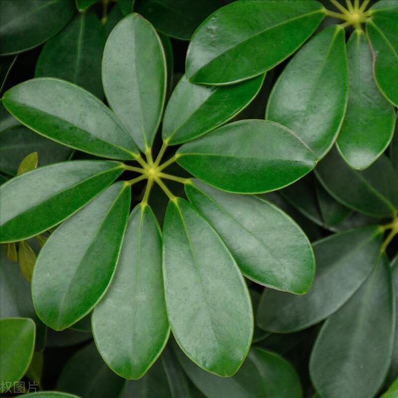 鹅掌藤怎么养叶不黄,鹅掌藤叶子耷拉的原因及解决方法