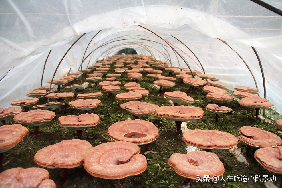 龙泉外国人的感受,浙江龙泉是个好地方