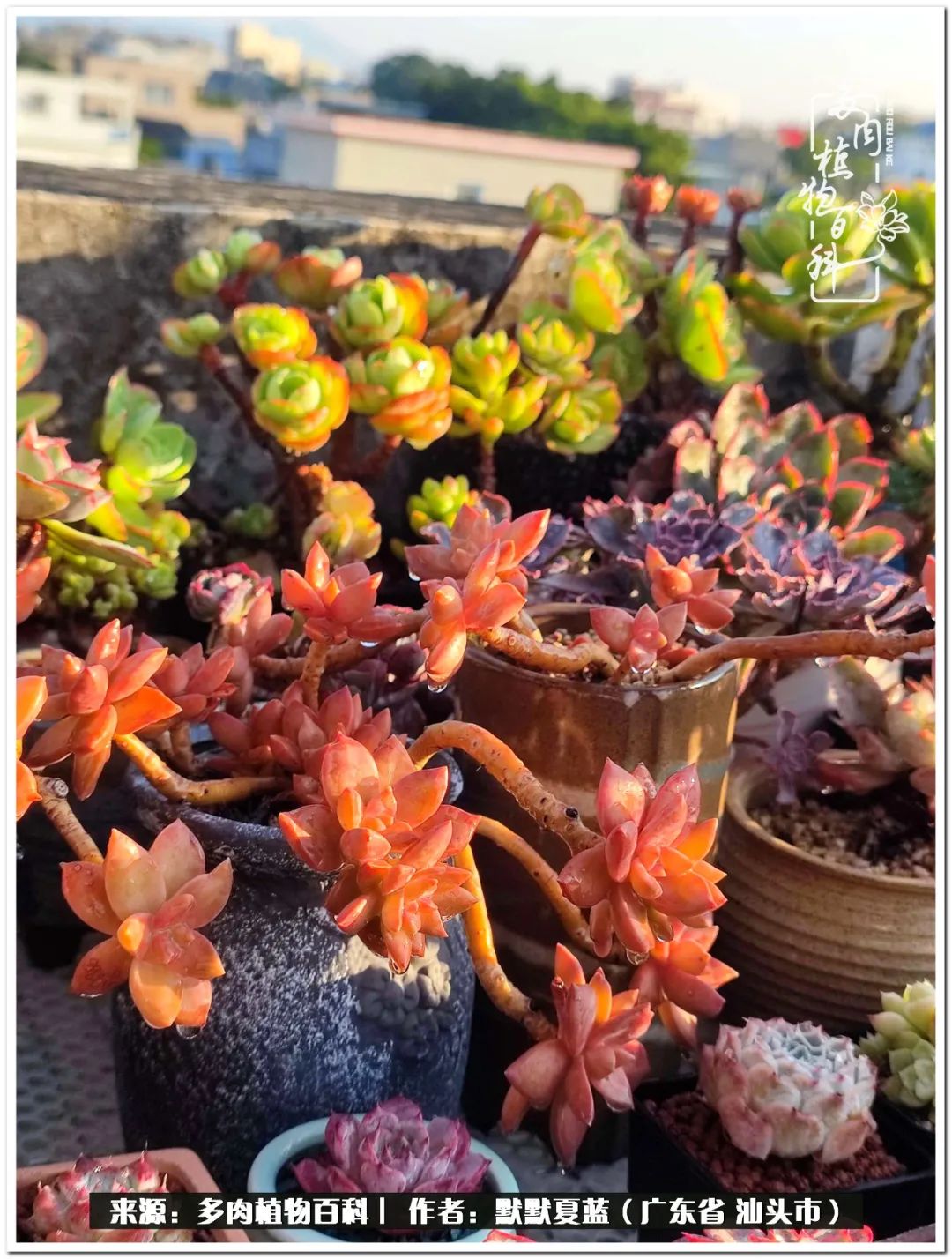 多肉虐我千百遍，我待多肉如初恋