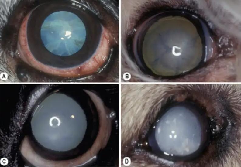 狗狗晚上眼睛看不清是怎么回事,狗狗眼睛有问题用什么药