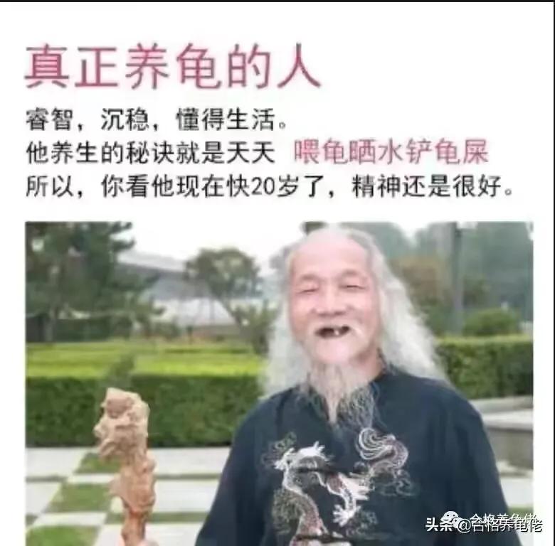 养龟上瘾,养龟人有什么特征