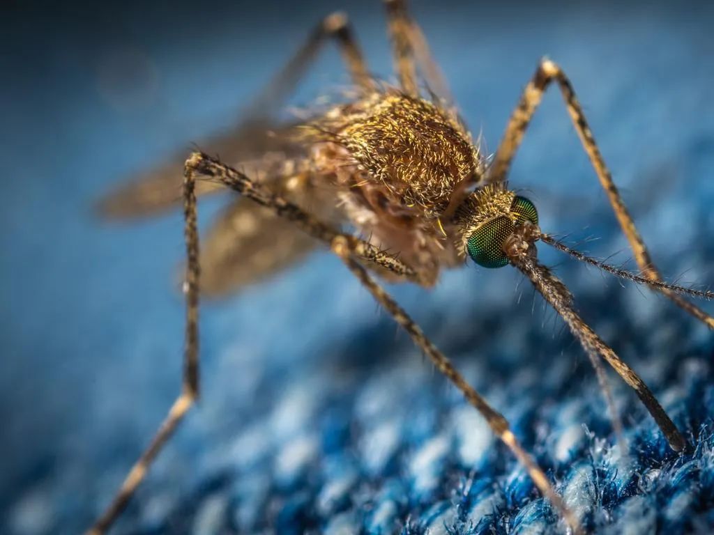 澳洲病毒最新消息今天,日本脑炎病毒是谁发现的