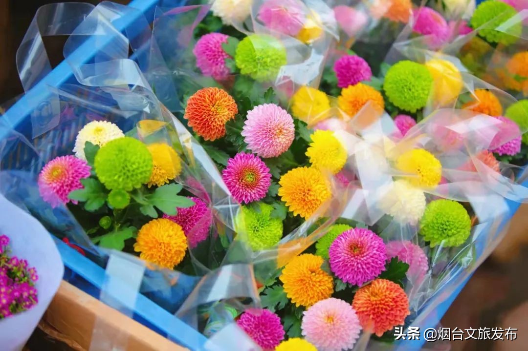 烟台祥和花鸟市场,烟台花鸟市场