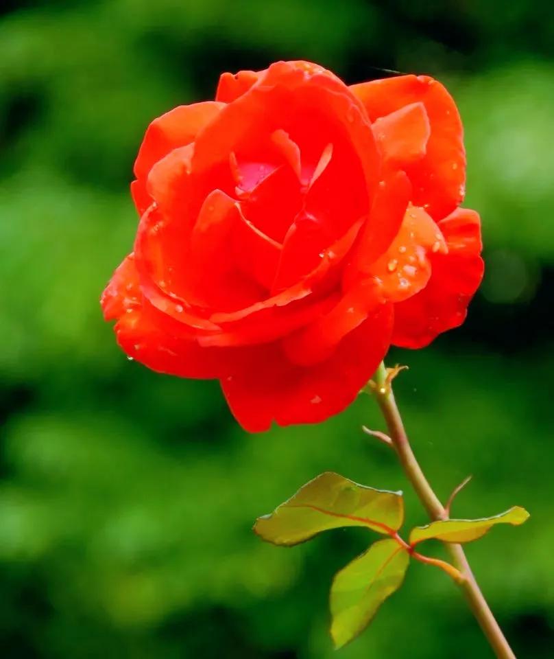 我爱月季花歌曲,我爱月季花300字