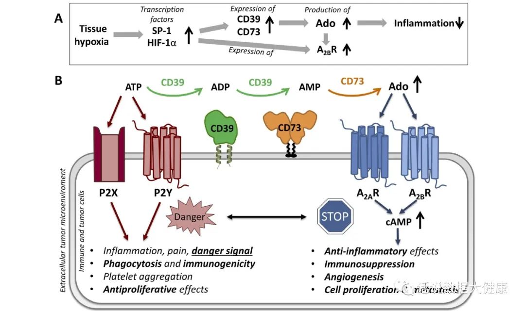 特效药杀死癌细胞的全过程,杀死癌细胞的最新药物