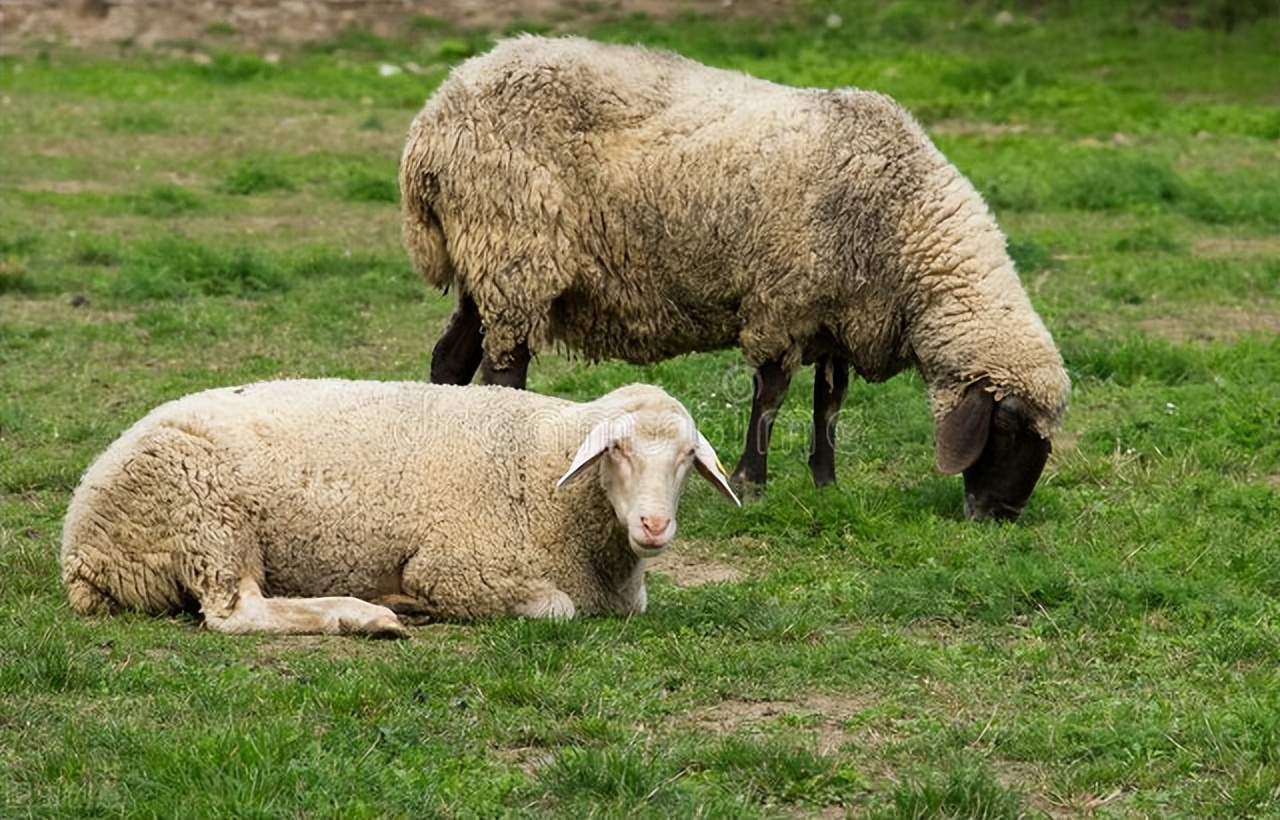 养羊技术大全口诀,养羊十大技术口诀