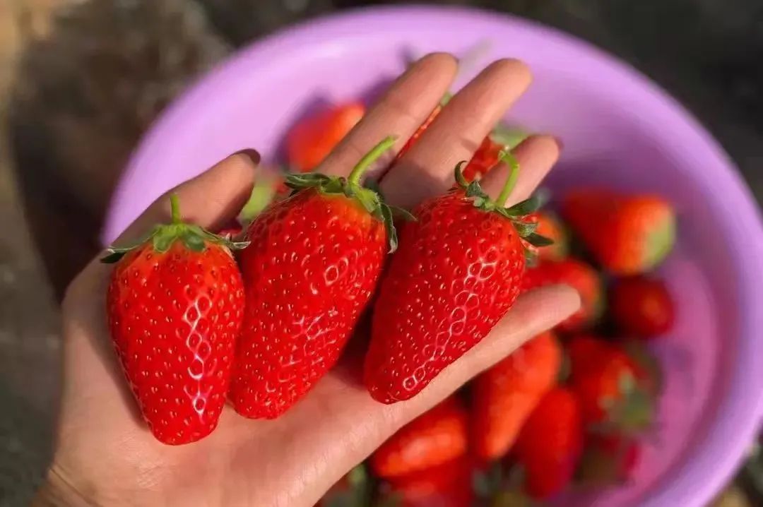 太好玩了，莱芜有个“姥姥的农庄”，里面东西真不少！