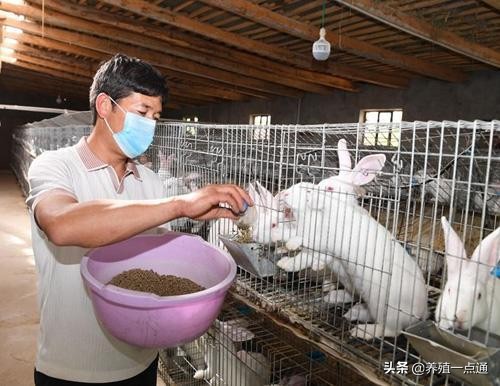 细绒兔的养殖,细绒兔养殖